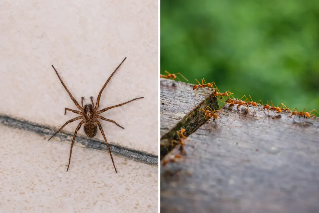 spiders and ands