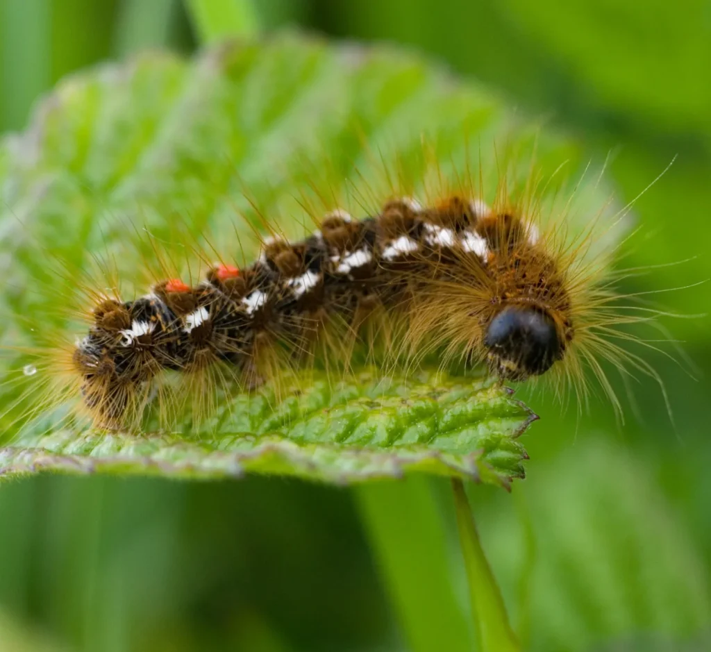 browntail moth caterpillar 