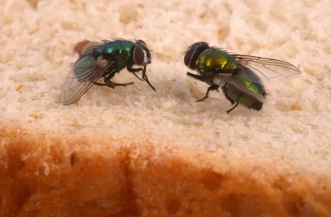 cluster flies