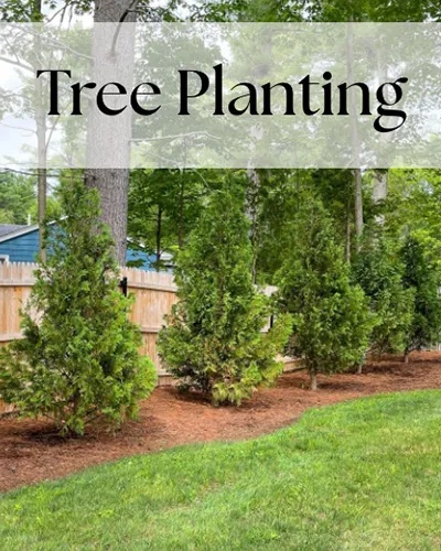 tree planting