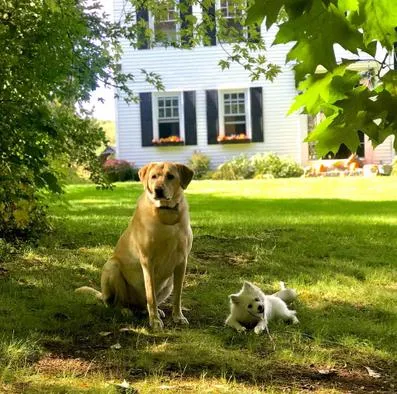 dogs in the yard