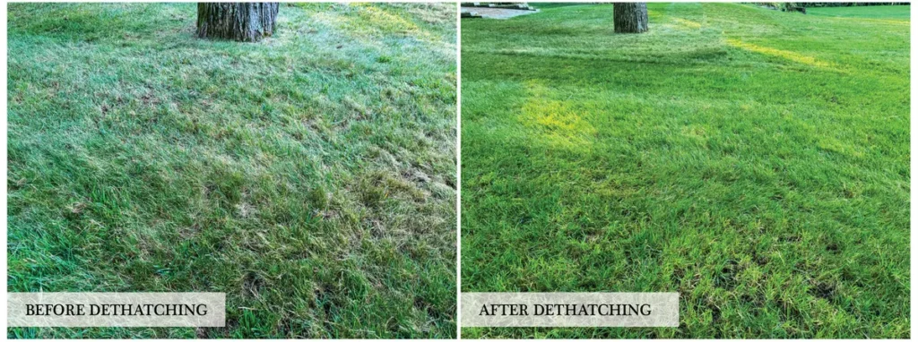 before and after dethatching