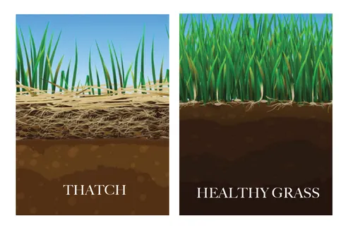 07_thatch_healthy_grass