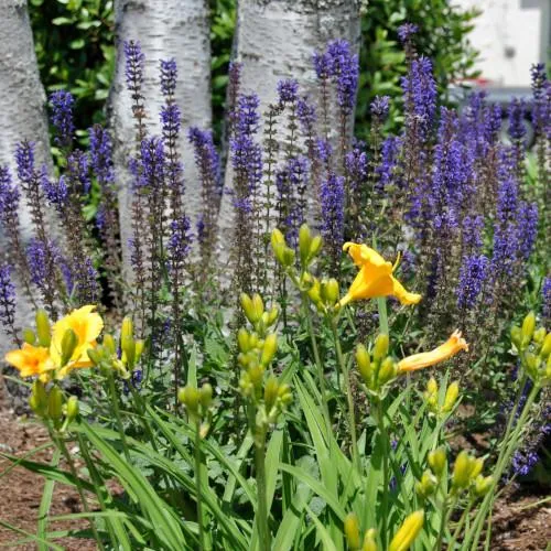 Softscaping, lupins and flowers