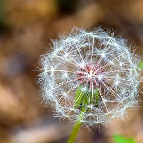 dandelion in soft focus