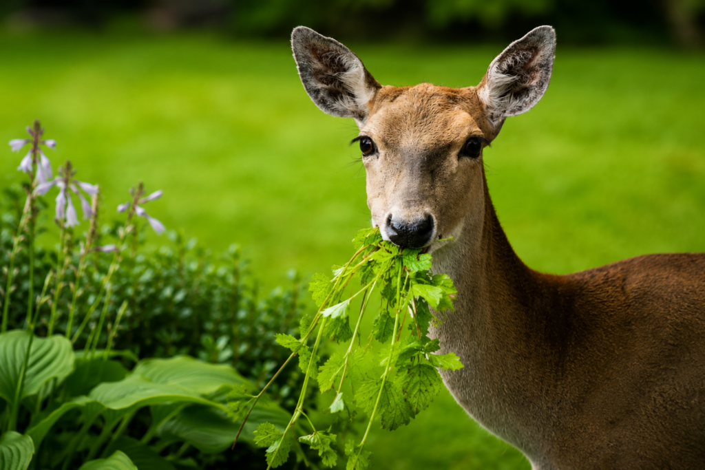 Deer eating garden