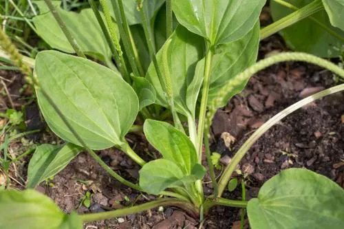 broadleaf weeds