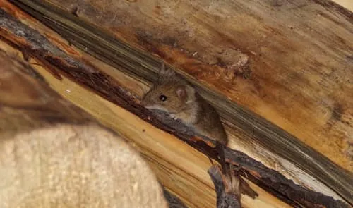 rodent infestation